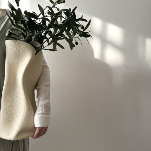 Olive branch plant