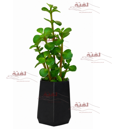مزهريّة نوفا (Nova Pot)