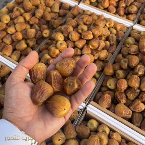 سكري مفتل ملكي وزن 5 كيلو