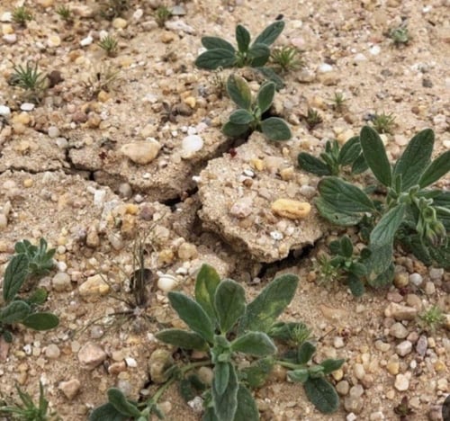 بذور نبات الجريد او الارقه لستزراع فقع الخلاسي