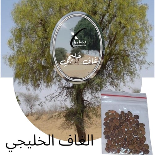 بكج 8 بذور أشجار بريه