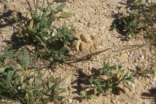 بذور نبات الجريد او الارقه لستزراع فقع الخلاسي