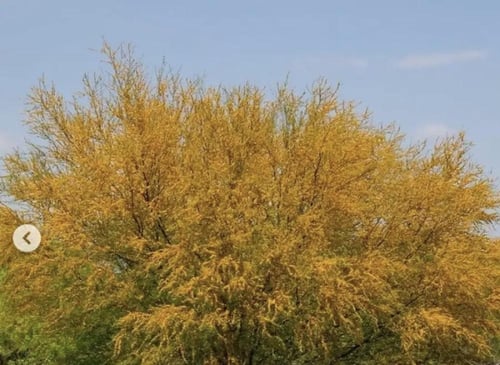 الطلح الملحي 150قرام