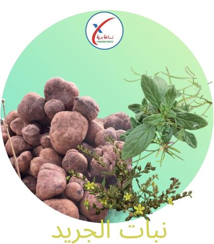 بذور نبات الجريد او الارقه لستزراع فقع الخلاسي