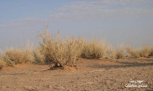 بذور الرمث 100g