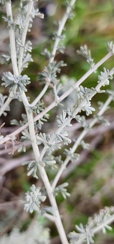 بذور الشيح من 100g إلى كيلو