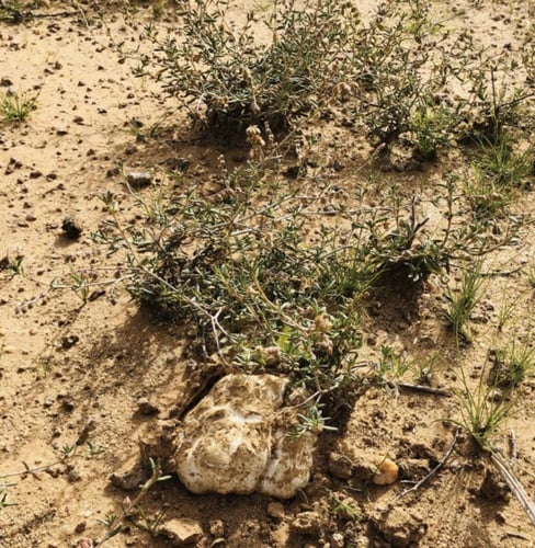 بذور الرقروق (القصيص) لستزراع الفقع