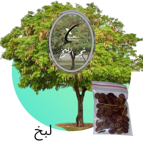 بكج 8 بذور أشجار بريه