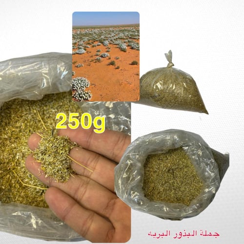 بذور القحويان ربع كيلو