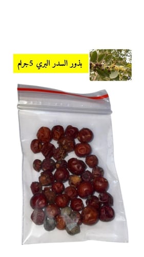 بذور السدر البري (سدر ، فياض)