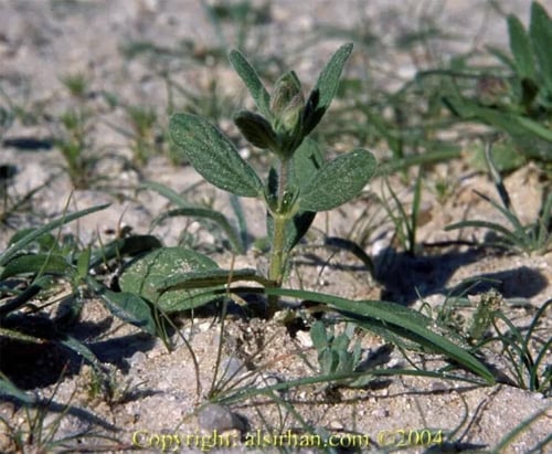 بذور نبات الجريد او الارقه لستزراع فقع الخلاسي