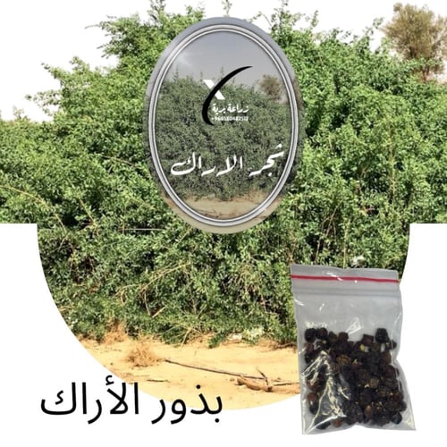 بكج 8 بذور أشجار بريه