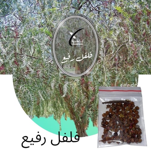 بكج 8 بذور أشجار بريه
