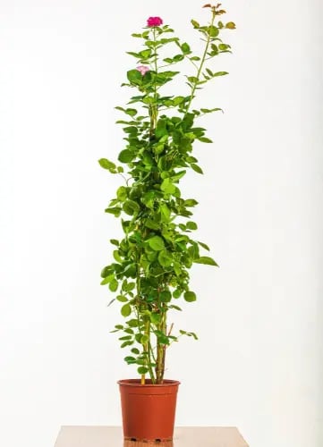 The Pakistani jasmine