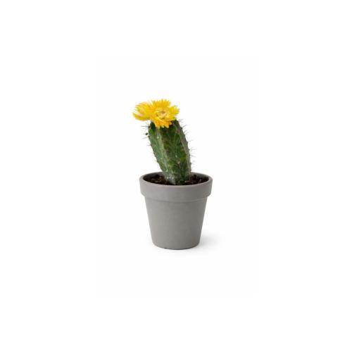 Small cactus with a yellow flower