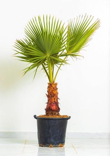 Washingtonia 20-liter planter Washingtonia