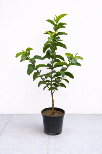 Guava seedling