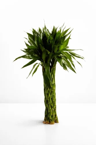 Bamboo twisted 30 pieces