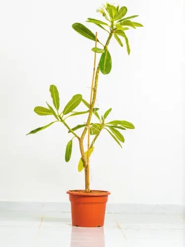 Jasmine Hindi (Blepharitis)
