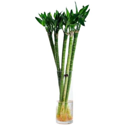 Bamboo Lotus (without glass container)