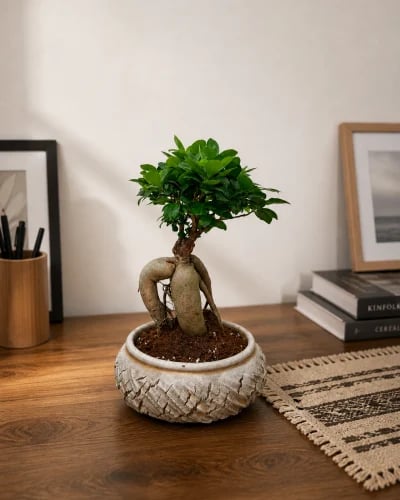 Bonsai with white clay pot