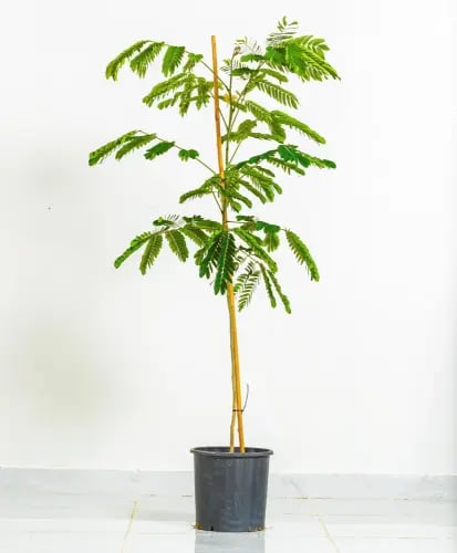 Acacia Glauca parked 16