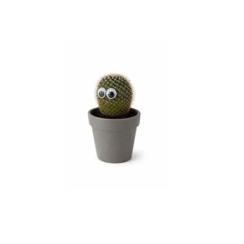 Small cactus decorated with eyes