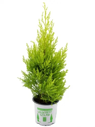 The aromatic cypress