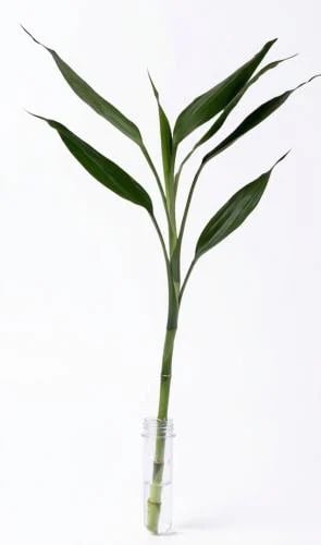 Bamboo 60cm (with water holder)