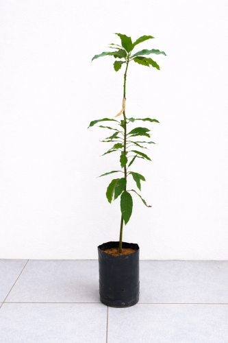 Mango seedling