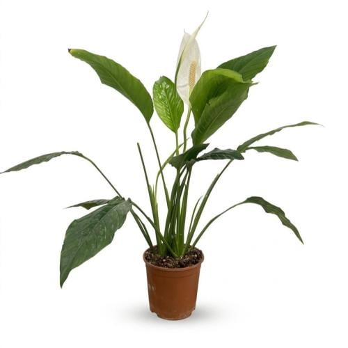 Peace lily large