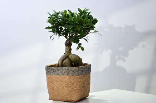 Bonsai in a container with a gray strip