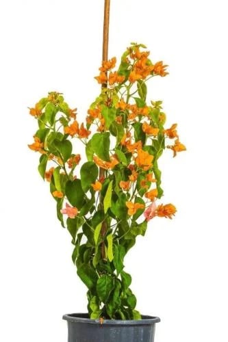 Hellish orange flowers, parked, 28 cm