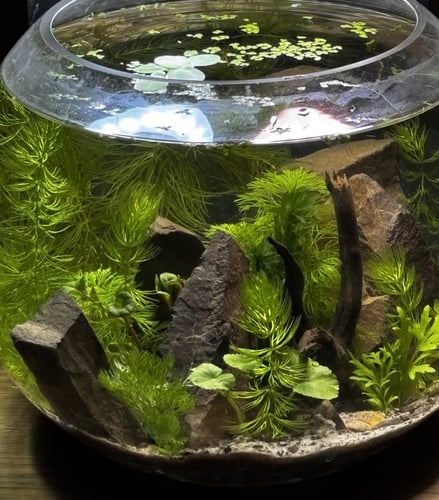 حوض سمك دائري كبير مزروع سعة 6 لتر | بيئة مغلقة |