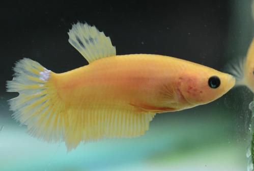 أنثى سمكة فايتر جاهزة للتزاوج لون اصفر