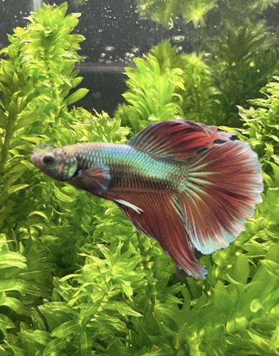 ذكر فايتر جاهز للتزاوج