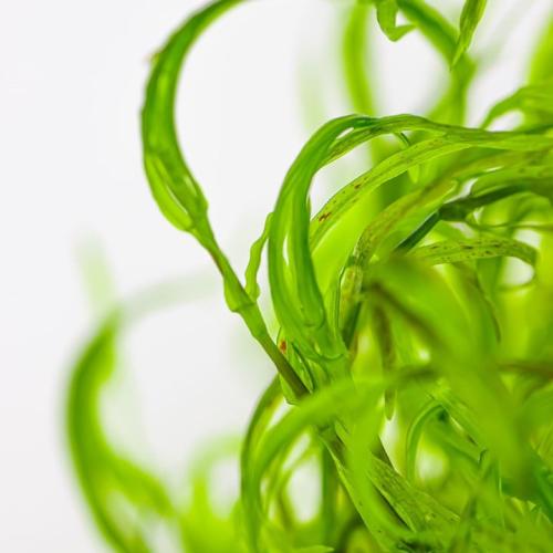 جابي جراس Guppy grass