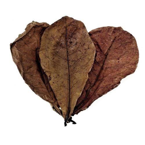 ورق اللوز الهندي المفيد لحوض السمك