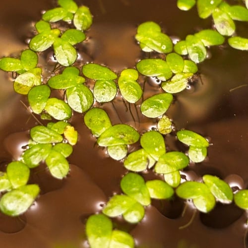 حوض سمك دائري كبير مزروع سعة 6 لتر | بيئة مغلقة |