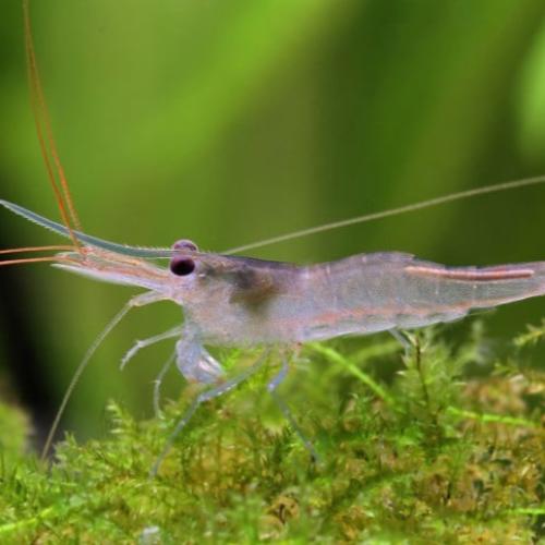 شريمب نهري اللون الأصلي شفاف مائل للابيض