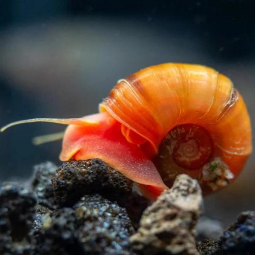 حلزون رامشون