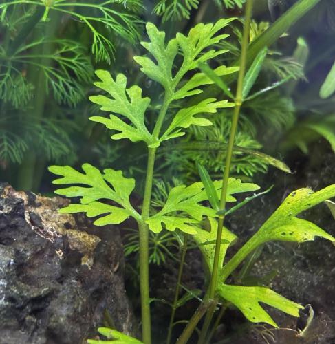 نبات سرخس الماء Ceratopteris thalictroide عريض الأ...