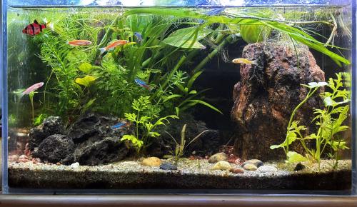 حوض نهري جاهز (الغابة المفقودة)