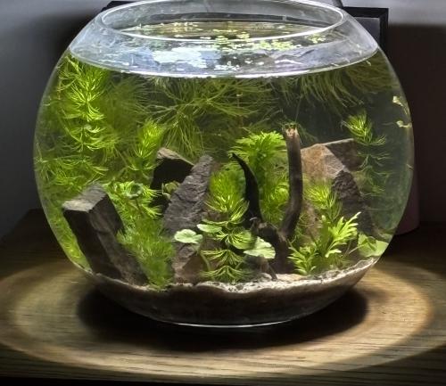 حوض سمك دائري كبير مزروع سعة 6 لتر | بيئة مغلقة |