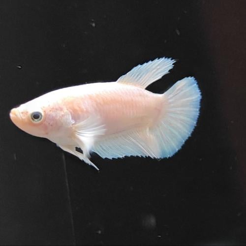 أنثى فايتر ابيض جاهزة للتزاوج