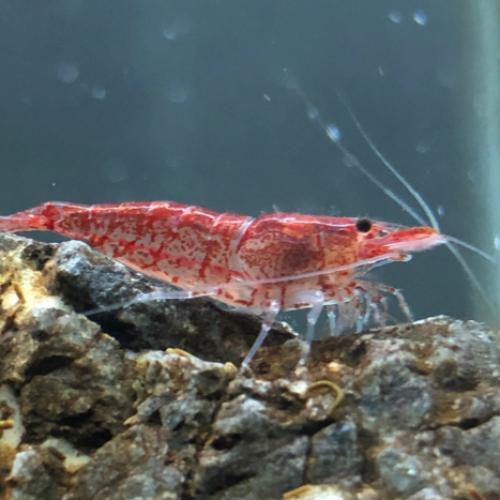 شريمب نيو كاردينيا احمر