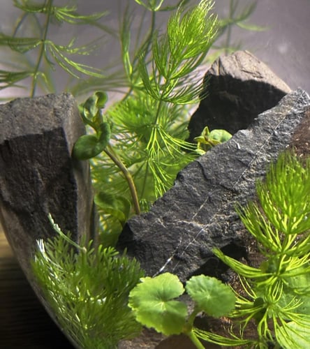 حوض سمك دائري كبير مزروع سعة 6 لتر | بيئة مغلقة |