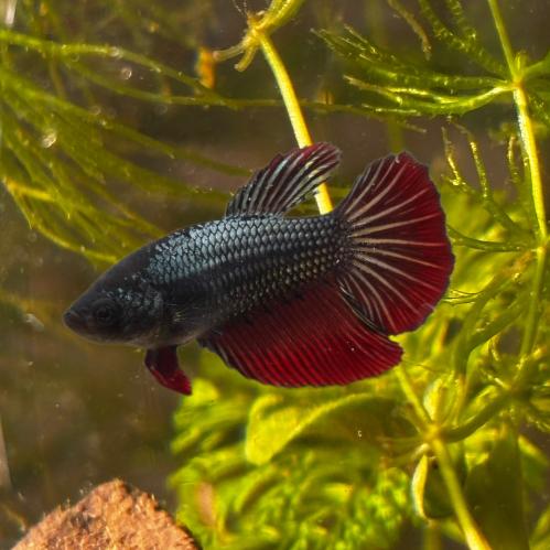 أنثى فايتر لون مميز جاهزة للتزاوج