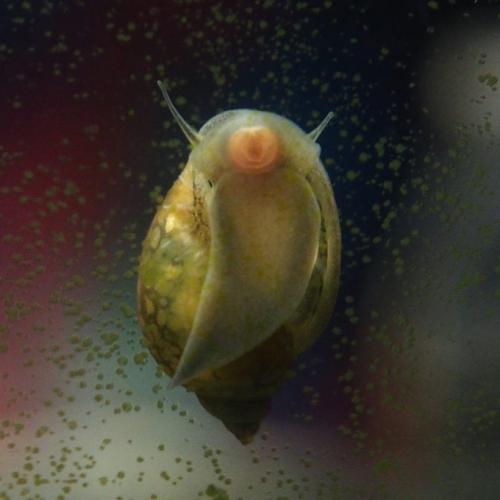 حلزون الحوض المزروع