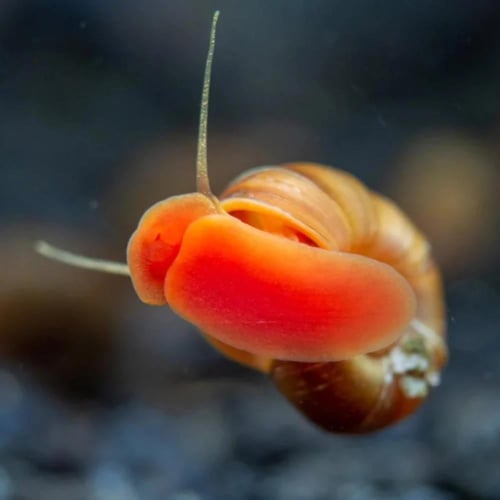 حلزون رامشون